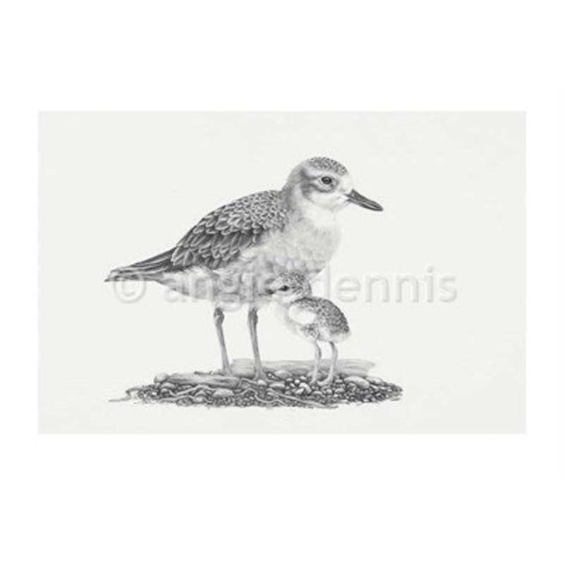 Kkuruatu (NZ Dotterel) Print by Tara Cassidy